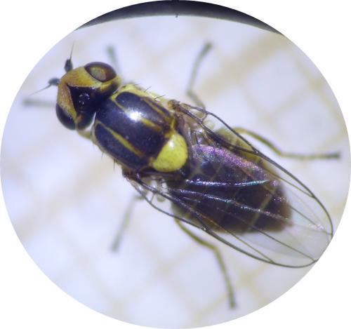 Réf. 300 520 : Chlorops pumilionis
